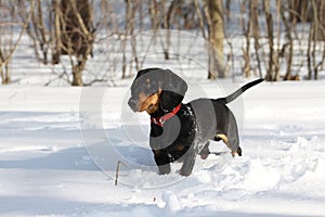 Black smooth-haired dachshund