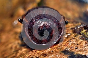 Black snail beetle (Silpha atrata) brown form head on