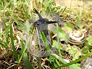 Black snail crawls acrobatically over a blade of grass . Monster snail pests in the garden . Curious discoverer on discovery tour