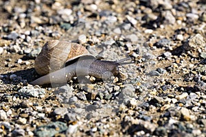 Black snail crossing a gravel path, California