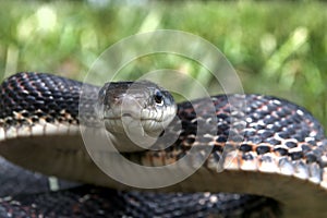 Black Snake photo