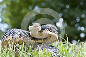 Black Snake photo