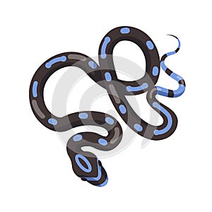 Black snake with blue patches isolated on white background. Exotic legless reptile, venomous predator, wild carnivorous
