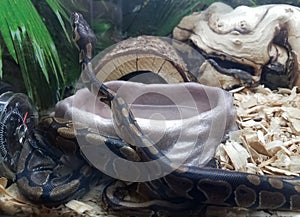 Black snake with brown spots in aquarium tank with wood chips