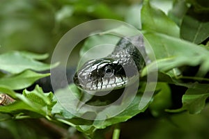 Black snake in the bushes