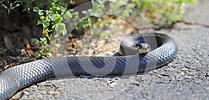 Black snake in Connecticut front yard