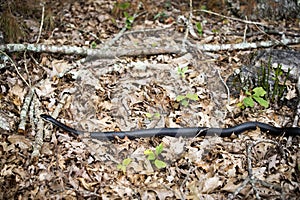 Black Snake crawling through brush on the ground.