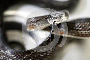 Black snake flicking forked tongue in kitchen sink