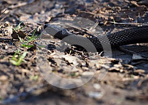 Black snake at the forest at leaves creeps away