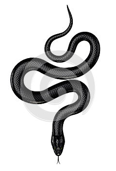 Negro serpiente 