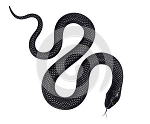 Negro serpiente 