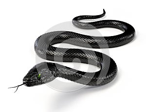 Black Snake with Green Eyes on White Background