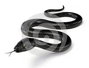 Black Snake with Green Eyes on White Background photo