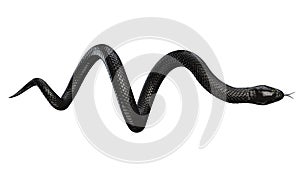 Black Snake isolated on White Background