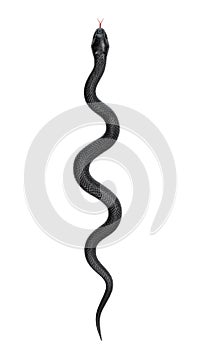 Black Snake isolated on White Background