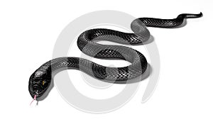 Black Snake isolated on White Background