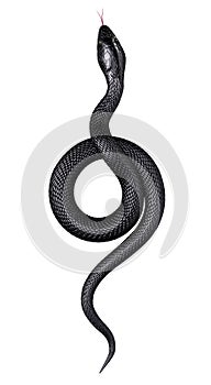 Black Snake isolated on White Background. Top View