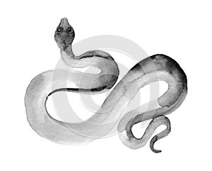 Black snake isolated on white background. Watercolor illustration of snake Chinese Zodiac animals concept