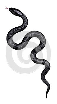 Black  Snake isolated on White. Top view