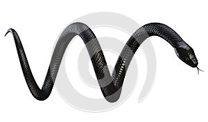 Black Snake isolated on White