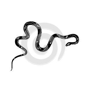 Black snake silhouette. Monochrome long viper. Venomous serpent with patterned scale, ornamented skin. Tropical cold