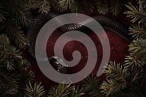 Black snake a symbol of 2025 year with tree fir branches on dark background with copy space