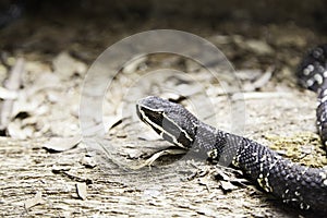Black snake terrarium