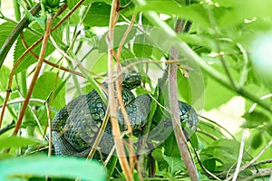 Black snake on a tree Natrix tessellata