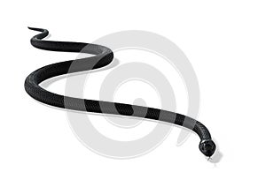 Black Snake on White Background photo