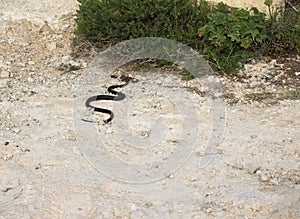 Black snake wriggling towards green bushes.