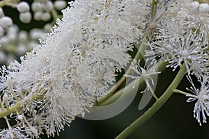 Black snakeroot Actaea racemosa