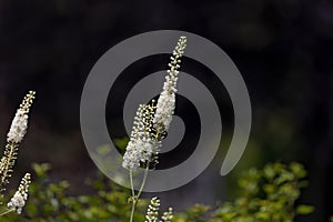 Black snakeroot (Actaea racemosa)