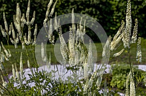 Black snakeroot (Actaea racemosa)