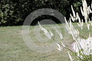 Black snakeroot (Actaea racemosa)