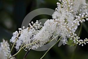 Black snakeroot (Actaea racemosa)