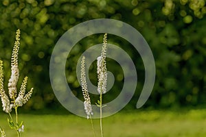 Black snakeroot (Actaea racemosa)