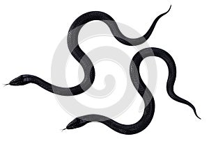 Black Snakes with Green Eyes on White