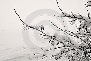 Black snow branch