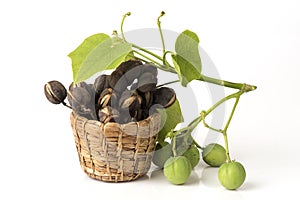 Black soa or Jatropha curcas, fresh, dried fruits placed on a white background. photo