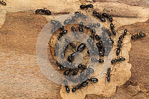 Black social ant colony close up