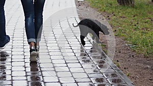 Black sodden dog walks on wet pavement path. Next to there are owners legs.