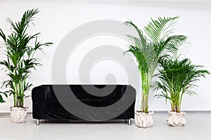 Black sofa with green plants