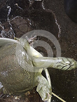 Black softshell turtle in the Nagshankar temple pond in Assam. Photo by Shailendra Singh/Turtle Survival Alliance.