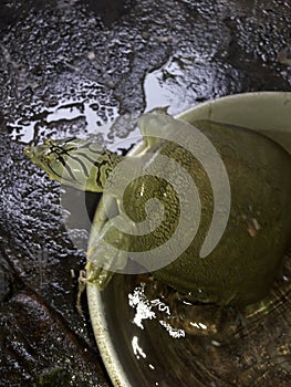 Black softshell turtle in the Nagshankar temple pond in Assam. Photo by Shailendra Singh/Turtle Survival Alliance.