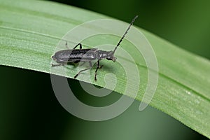 Black Soldier Beetle - Genus Rhagonycha