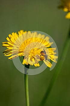Black soldier fly, hermetia illucens, covered in pollen from a dandelion flower