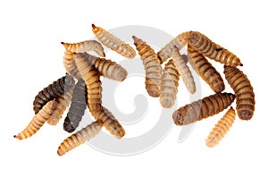 Black soldier fly larvae isolated on white background