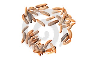 Black soldier fly larvae isolated on white background