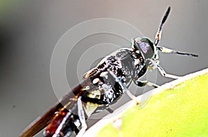 Black Soldier Fly Lateral Photo