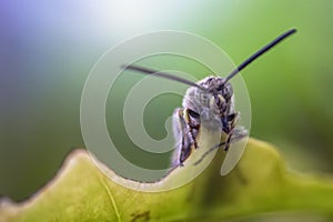 Black soldier fly on a leaf with scary face, taken in softly focus and blurred of colorful background